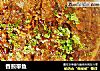 香煎带鱼的做法