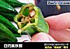 白灼黄秋葵的做法