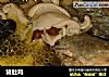 猪肚鸡的做法