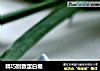 精巧别致蛋白糖的做法