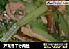 芹菜香干炒肉丝的做法