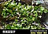 香菜蒜茄子的做法