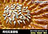 肉松花盘面包的做法