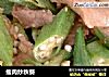 瘦肉炒秋葵的做法
