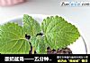 酸奶盆栽——五分钟完成的小甜品的做法