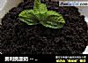 奥利奥酸奶 -- 可以吃的盆栽哟的做法