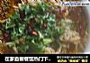 在家自制餐馆热门下饭开胃菜——毛血旺的做法