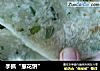 手抓“葱花饼”的做法
