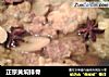 正宗黄焖排骨的做法
