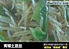 青椒土豆丝的做法
