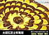 大理石芝士布朗尼的做法