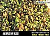 地蕨皮炒毛豆的做法