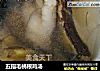 五指毛桃根鸡汤的做法