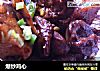 爆炒鸡心的做法
