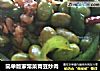 简单版家常菜青豆炒肉的做法