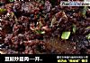 豆鼓炒腊肉---开胃增食欲的做法