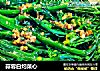 蒜蓉白灼菜心的做法