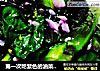 第一次吃紫色的油菜---蒜泥油菜的做法