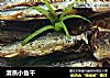 清蒸小鱼干的做法