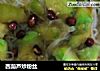 西葫芦炒粉丝的做法
