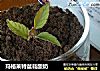 玛格莱特盆栽酸奶的做法