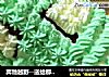奔驰越野--送给那个他的生日礼物的做法
