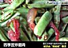 四季豆炒腊肉的做法
