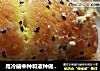 用冷藏中种和液种做个肉松面包卷来吃吃的做法