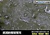 润润的雪梨雪耳的做法
