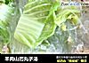 羊肉山药丸子汤的做法