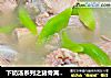 下奶汤系列之猪骨莴笋汤的做法