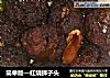 简单版—红烧狮子头的做法