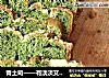 青土司——有淡淡艾草香的土司的做法