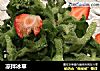 凉拌冰草的做法