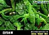 白灼冰草的做法