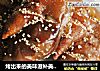 烤出来的美味滋补美容圣品——烤猪蹄的做法