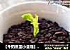 【牛奶蒸蛋小盆栽】----可以吃的小盆栽的做法