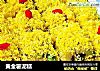 黄金薯泥糕的做法