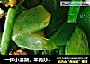 一抹小清新，羊肉炒莴苣。的做法