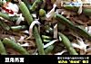 豆角蒸面的做法