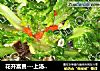 花开富贵---上汤塔菜的做法