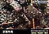 牙签牛肉的做法