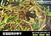 蒜苗腊肉炒笋干的做法