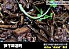笋干啤酒鸭的做法