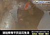猪肚排骨干贝边花生汤的做法