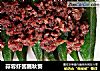 蒜蓉虾酱蘸秋葵的做法
