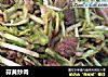 蒜黄炒肉的做法