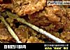 自制四川酥肉的做法