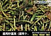 腊肉炒韭菜（腊味十足版）的做法