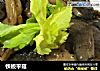 铁板平菇的做法